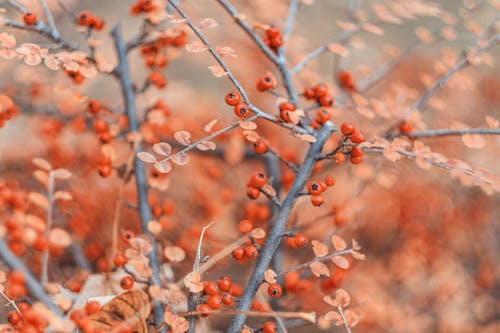 Berry Fruits on Brown Tree Branches