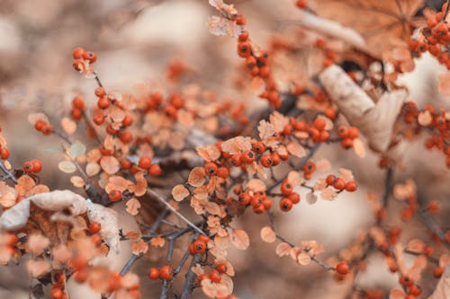 Berry Fruits on Tree Branches