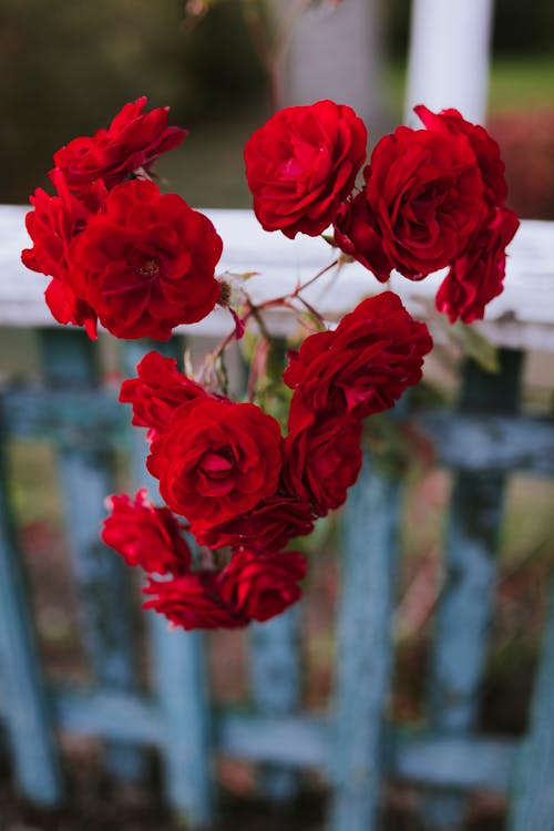 Free Red Roses in Bloom Stock Photo