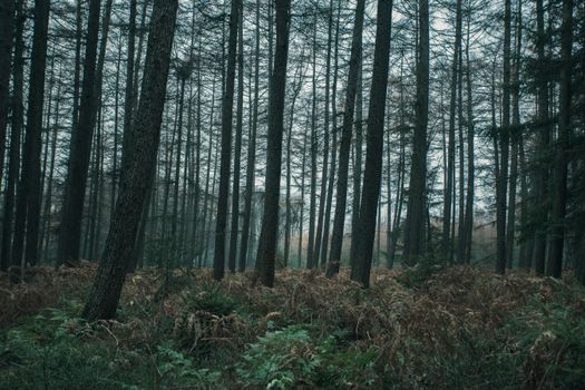 Tranquil forest view with tall trees in Vijlen, Netherlands.