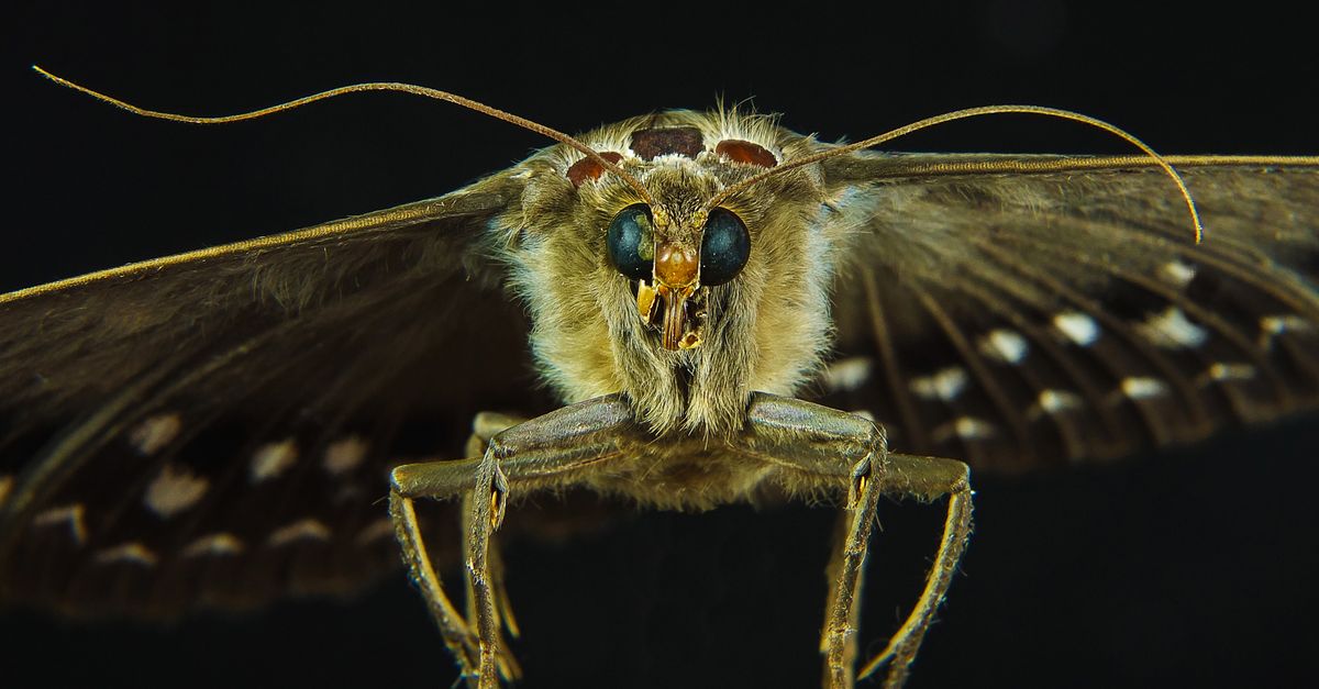 Moth Butterfly Photo · Free Stock Photo