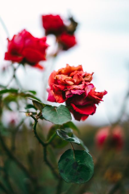 Close-up of a vibrant red rose blossom in outdoor setting, showcasing natural beauty.