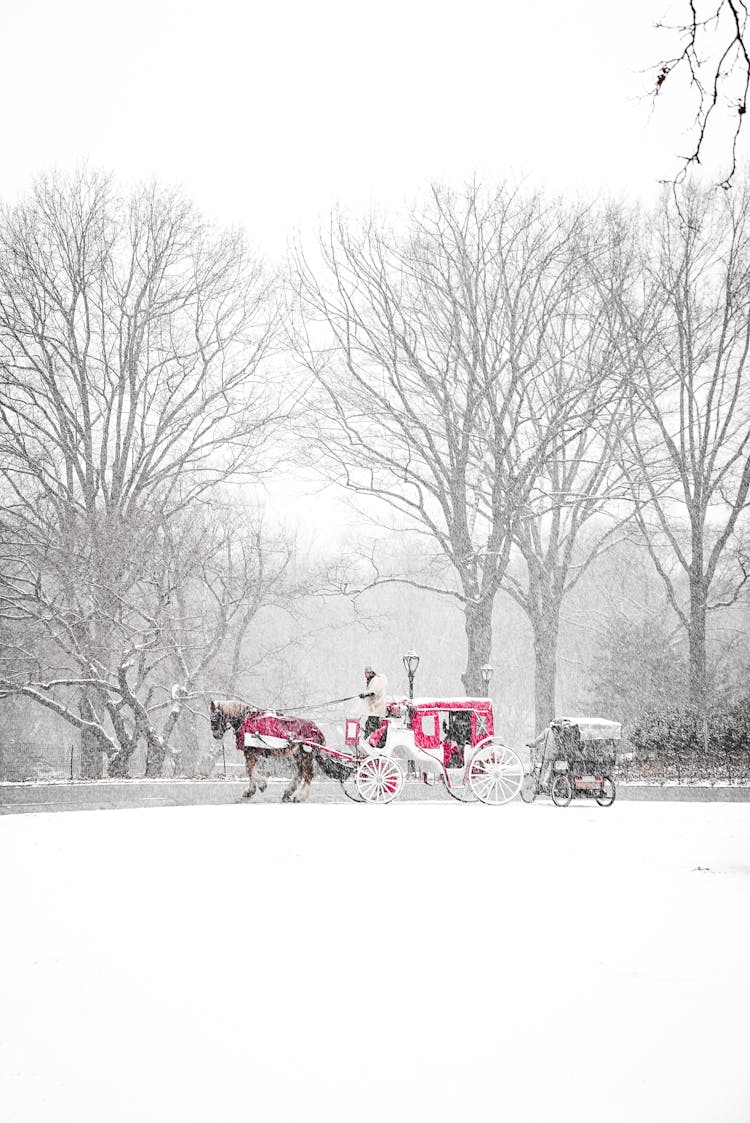 Horse Carriage Standing In Snowy Winter Park On Overcast Day