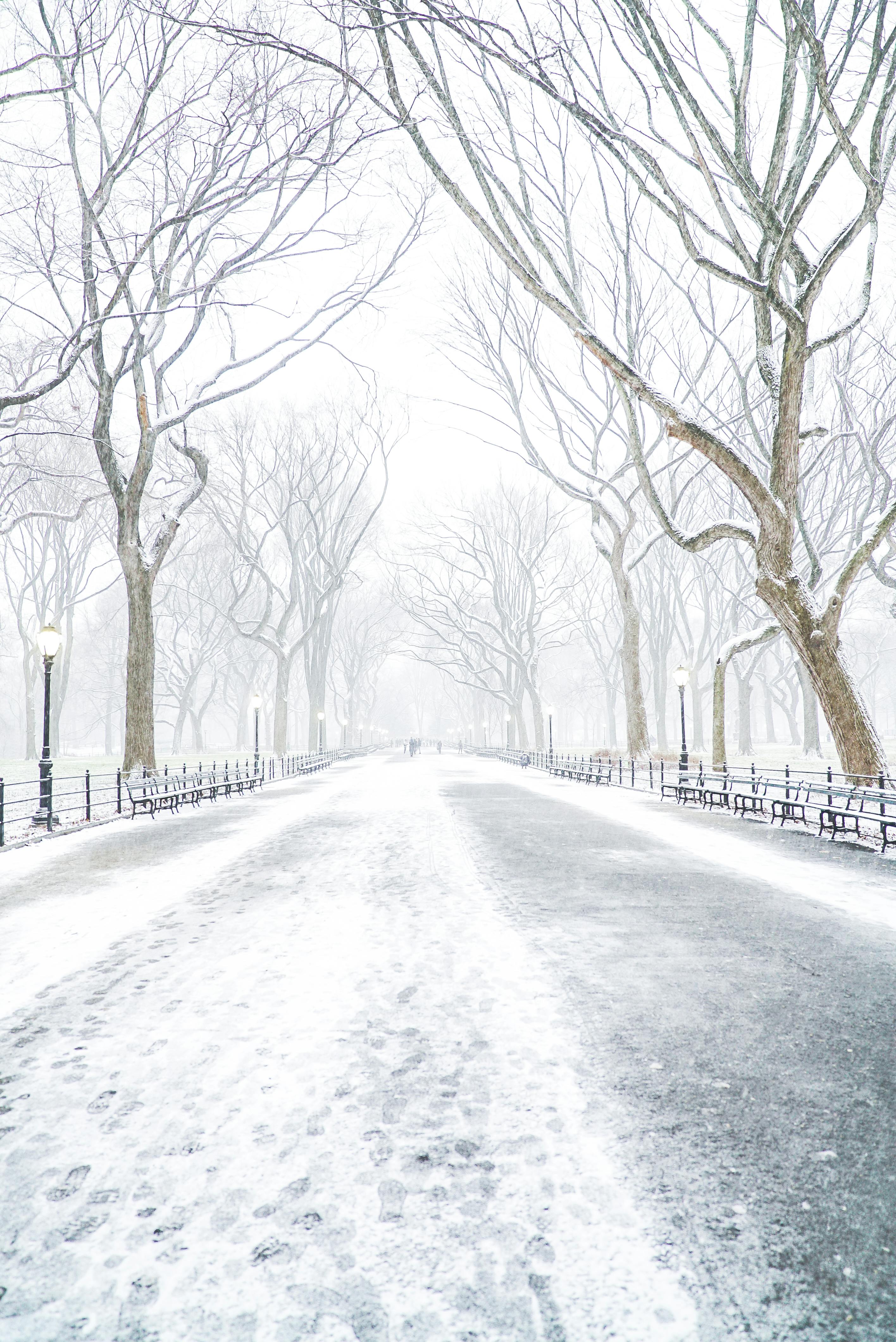 snowy path in winter park on cold foggy day