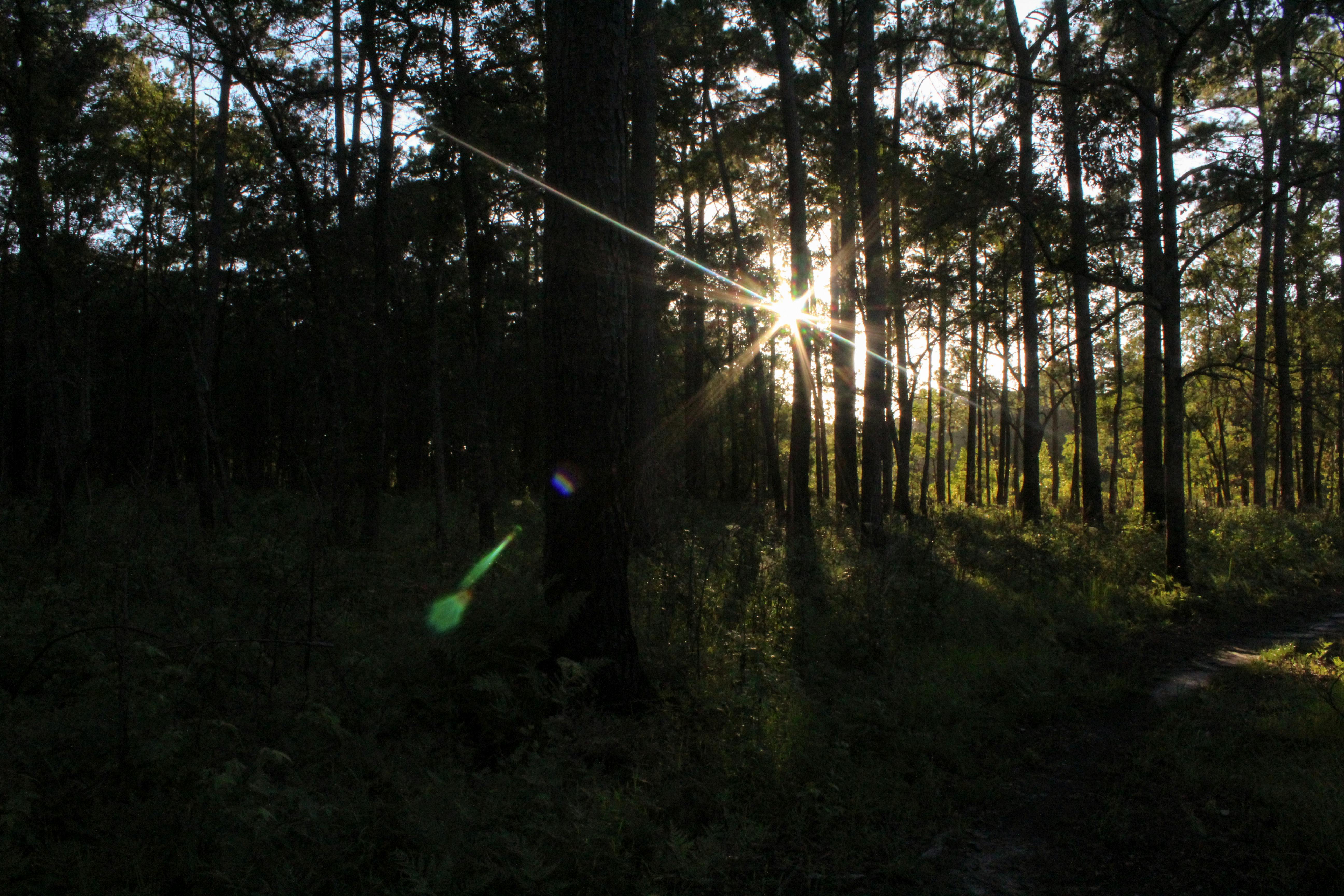 Free stock photo of camping, Charleston, mountainbike