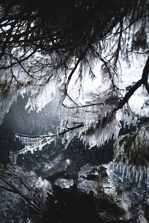 Tree covered with icicles in winter forest