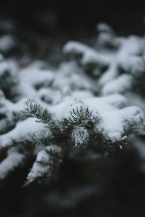 Coniferous tree branch covered with snow growing in forest on cloudy winter day