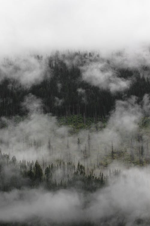 Breathtaking landscape of green forest with lush coniferous forest hidden under thick fog and clouds in mountainous valley