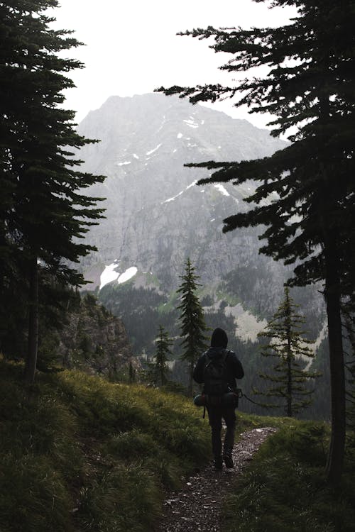 Back view of anonymous traveler in warm clothes and backpack walking on narrow alley between lush coniferous trees growing in forest in mountainous valley