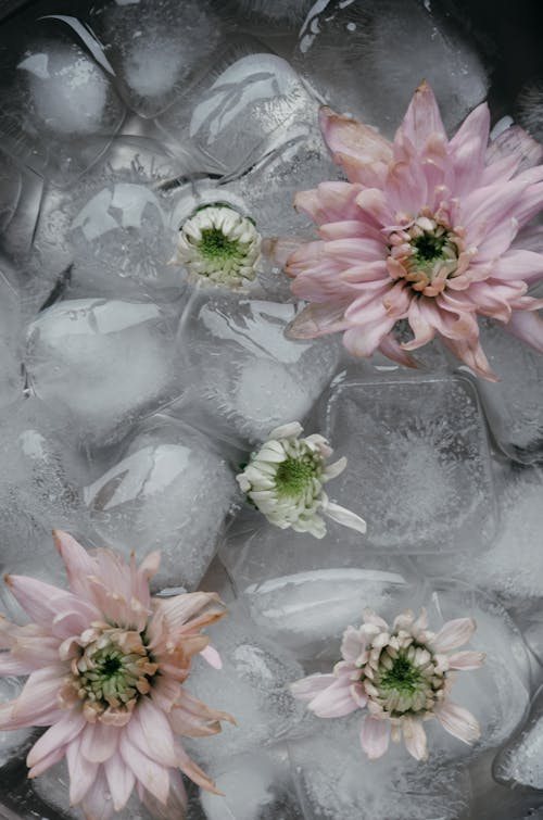 Close-Up Photograph of Flowers with Ice Cubes