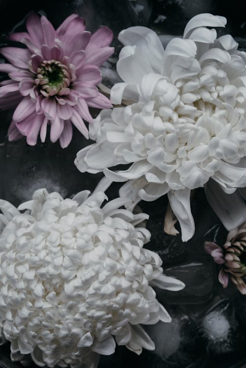 White and Purple Flowers in Bloom