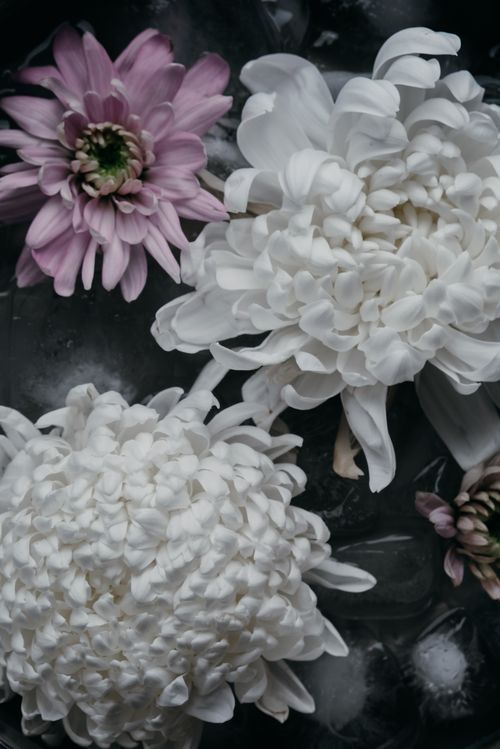 Free Stunning close-up of blooming chrysanthemums with delicate petals in soft colors. Stock Photo