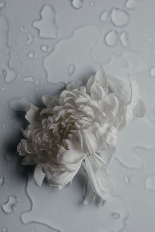 Free Elegant white chrysanthemum covered in refreshing water drops, captured in a close-up view. Stock Photo