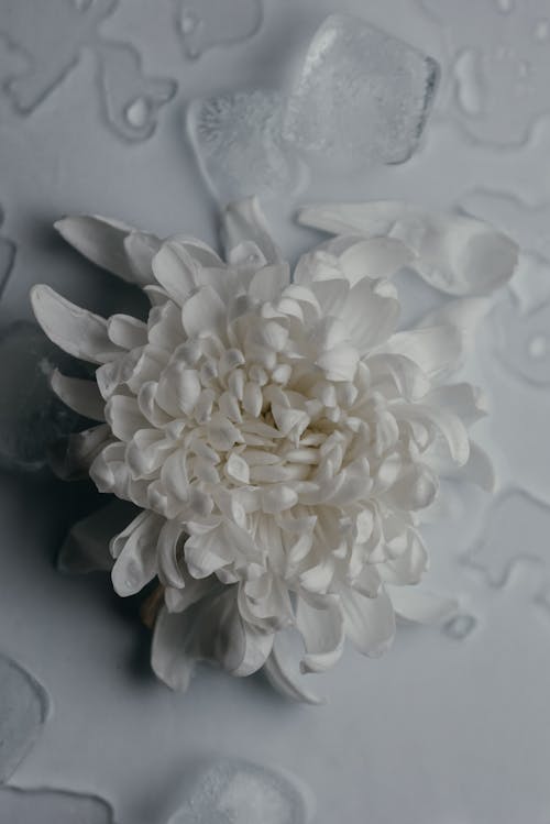 Kostenlos Weiße Blume Auf Weißer Oberfläche Stock-Foto