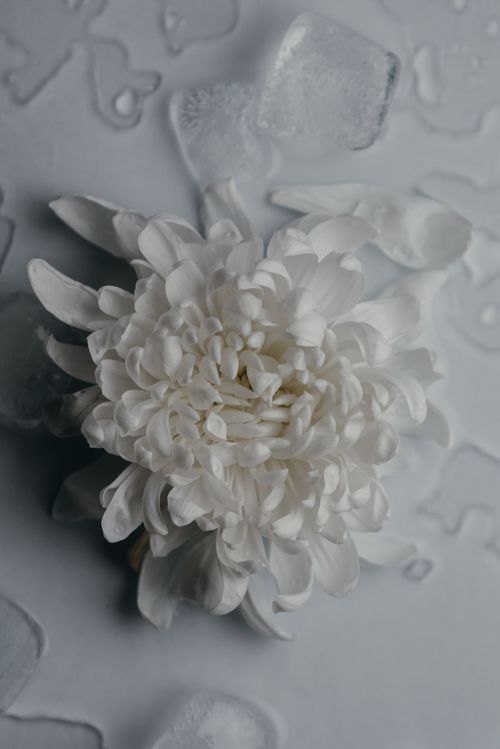 Free Close-up of a white chrysanthemum with icy waterdrops, showcasing delicate petals. Stock Photo