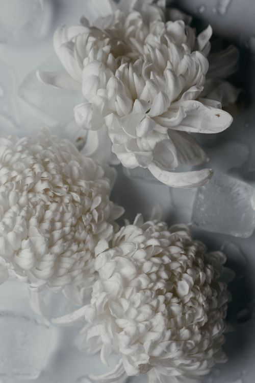 Free Aesthetic close-up of white chrysanthemum flowers on ice for a serene look. Stock Photo