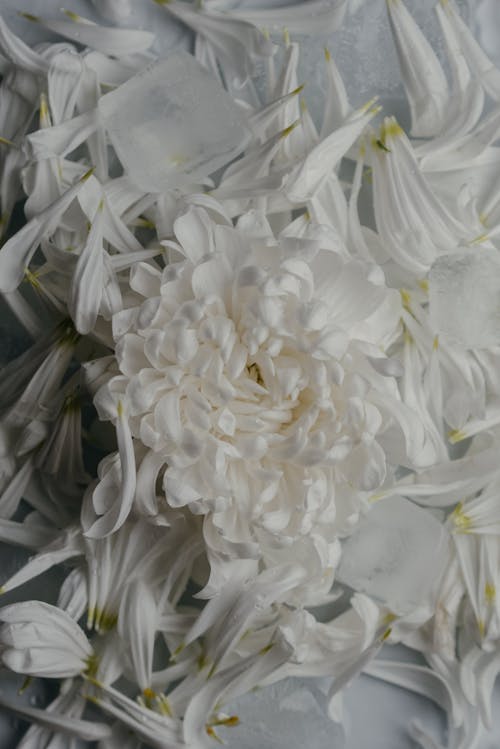 White Flowers in Close-Up Photography