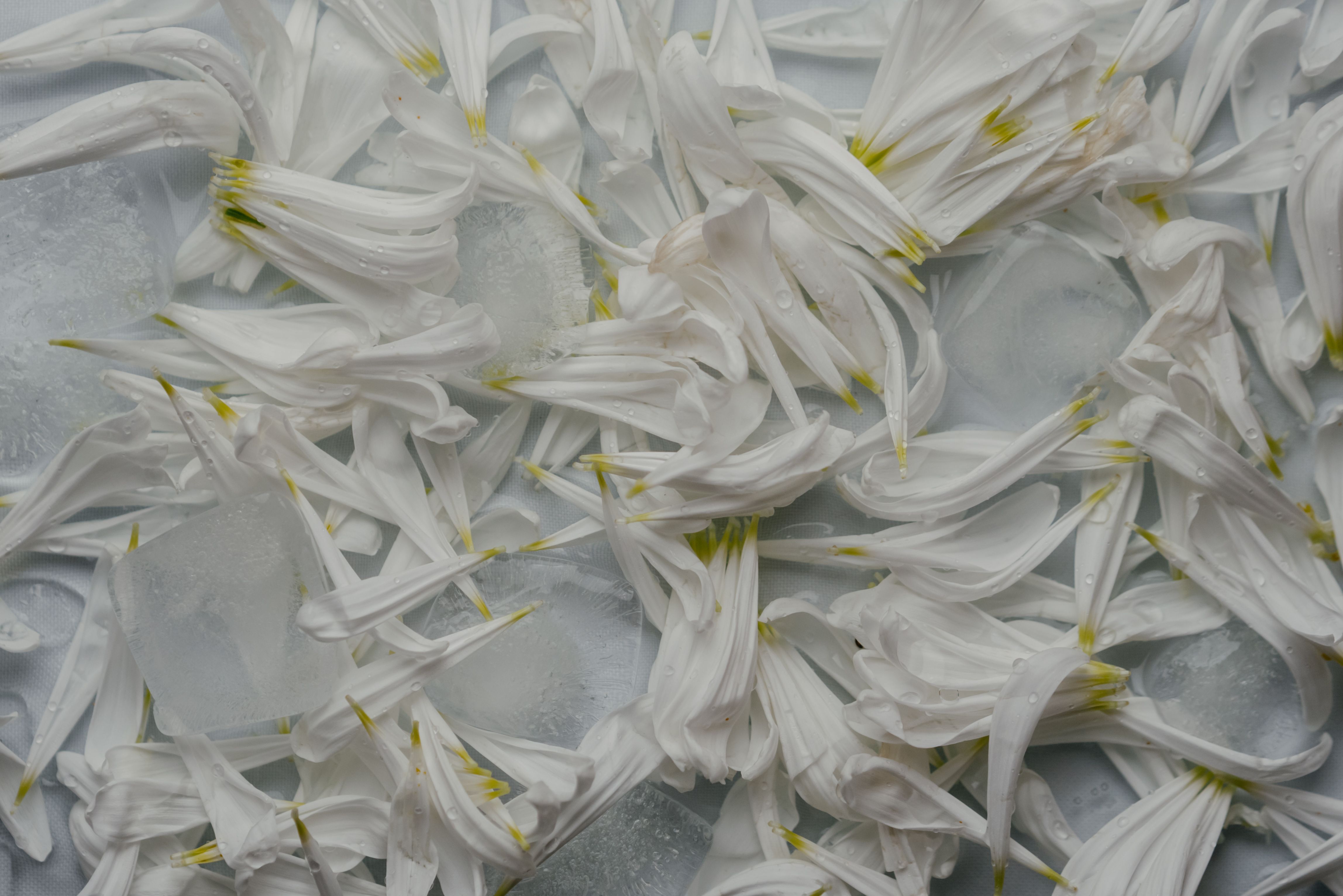 Elegant white petals scattered on ice cubes, showcasing texture and freshness.