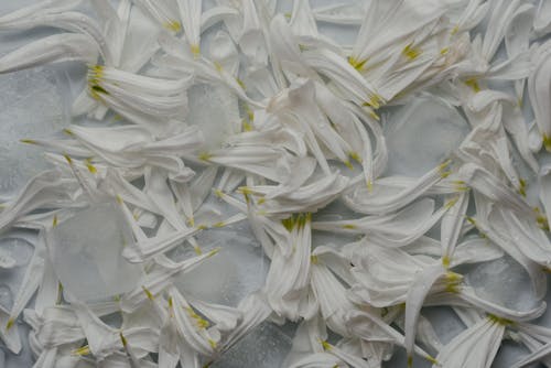 White and Yellow Petals with Water Droplets