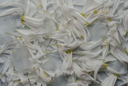 Free Elegant white petals scattered on ice cubes, showcasing texture and freshness. Stock Photo