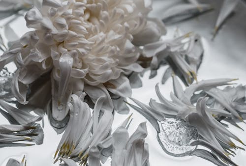 Kostenlos Weiße Blume Mit Wassertropfen Stock-Foto