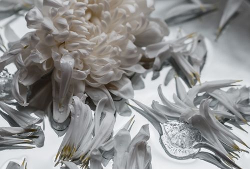Free An artistic close-up of a white chrysanthemum with dew drops on petals, highlighting natural beauty. Stock Photo