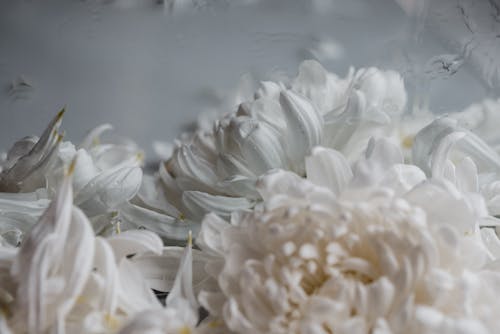 Kostenlos Weiße Blumen Auf Dem Wasser Stock-Foto