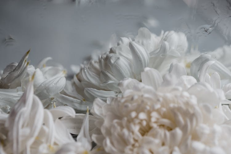 White Delicate Flowers