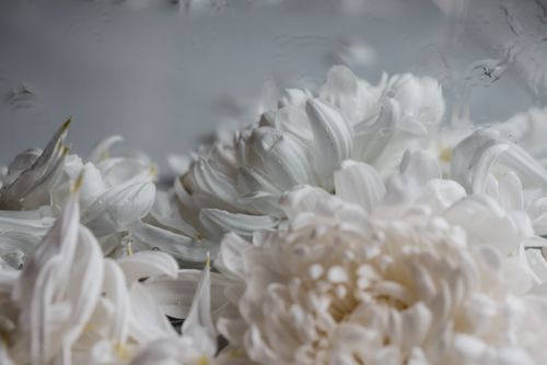 Free Delicate white chrysanthemums drenched in moisture, showcasing nature's subtle elegance. Stock Photo