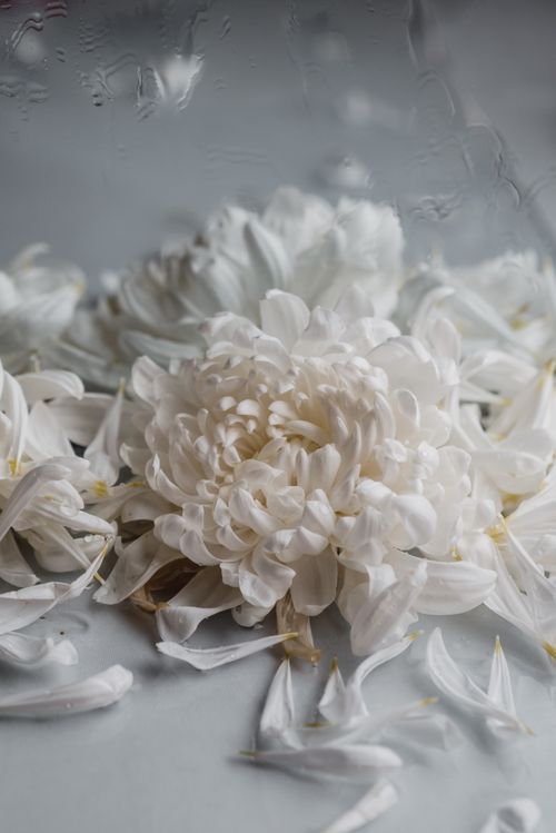 Free A serene close-up of a white chrysanthemum surrounded by scattered petals. Ideal for floral and botanical themes. Stock Photo