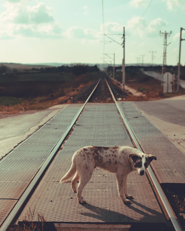 A Dog Standing On Railway Track