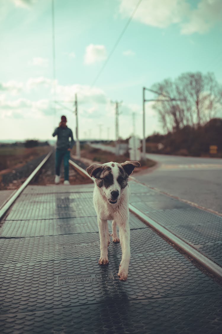 Dog Walking On Rails With Owner