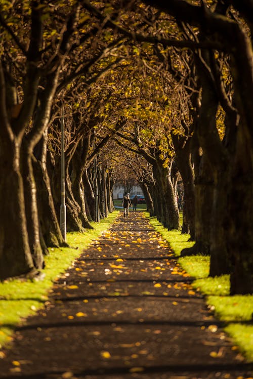 가을, 경로, 경치의 무료 스톡 사진