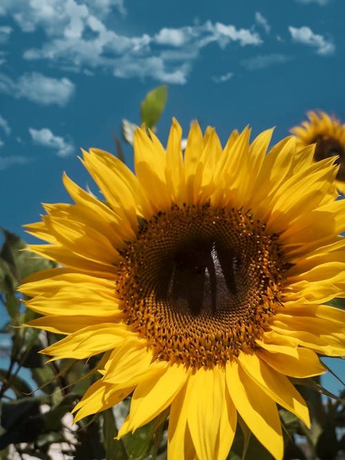 Free stock photo of evening sky, sunflower background