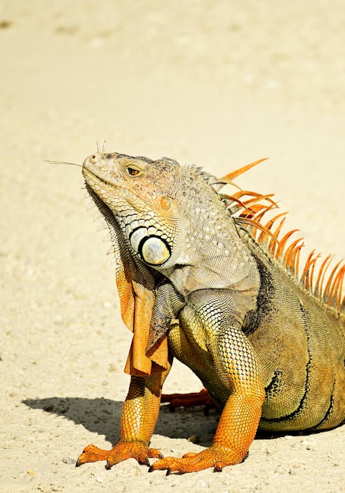 Free Green Iguana in Close-up Photography Stock Photo