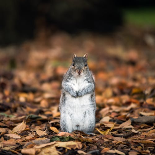 Adorable squirrel sitting in forest