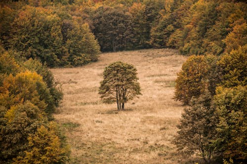 Gratis Immagine gratuita di albero, alto, ambiente Foto a disposizione