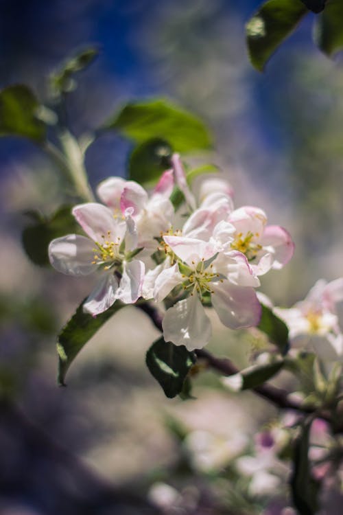 Close Up Photo of White Petaled Flower