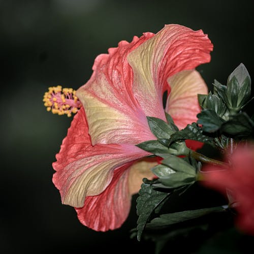 Free stock photo of gunbir, hibiscus, nikon Stock Photo