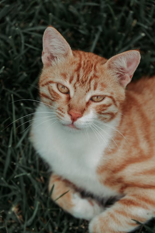 Orange and White Tabby Cat