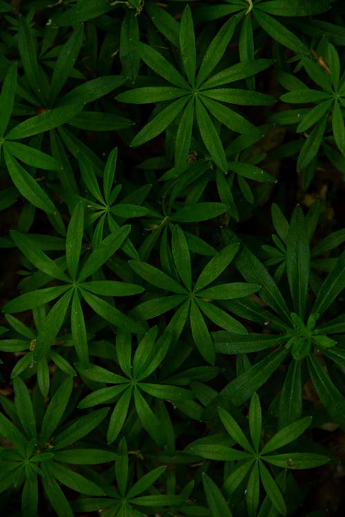 Green Leaves of a Woodruff Plant in Close Up Photography