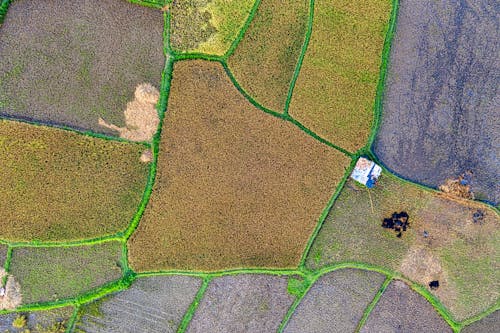 Aerial view of colorful agricultural fields with bright green trees on sunny day in countryside