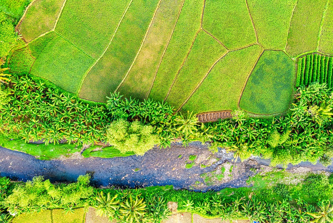 River streaming among green rice plantations on sunny day