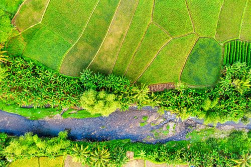 Free Amazing aerial view of narrow wild river flowing through well groomed green rice fields near palm trees on sunny day in tropical countryside Stock Photo
