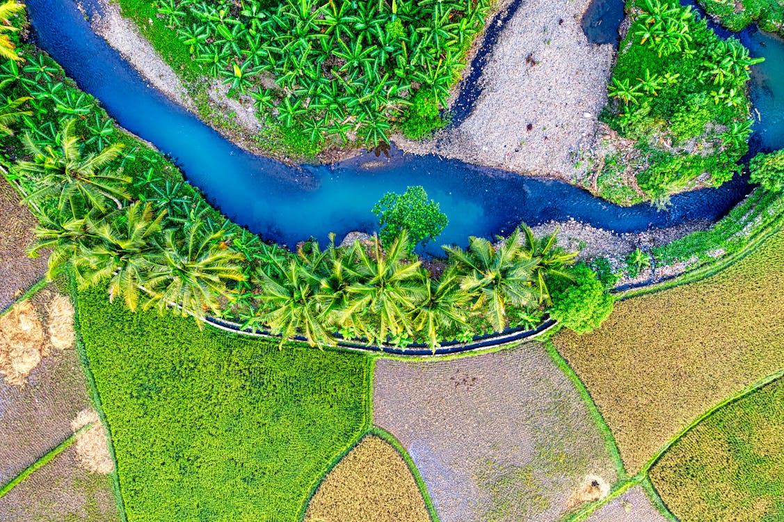 Spectacular drone view of curvy narrow river with turquoise water flowing amidst palm trees growing on rice paddy field in tropical countryside