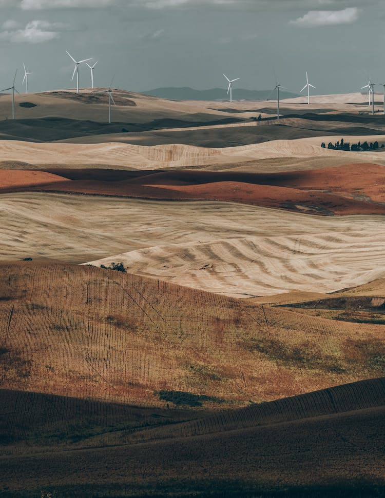 Windmills On Field