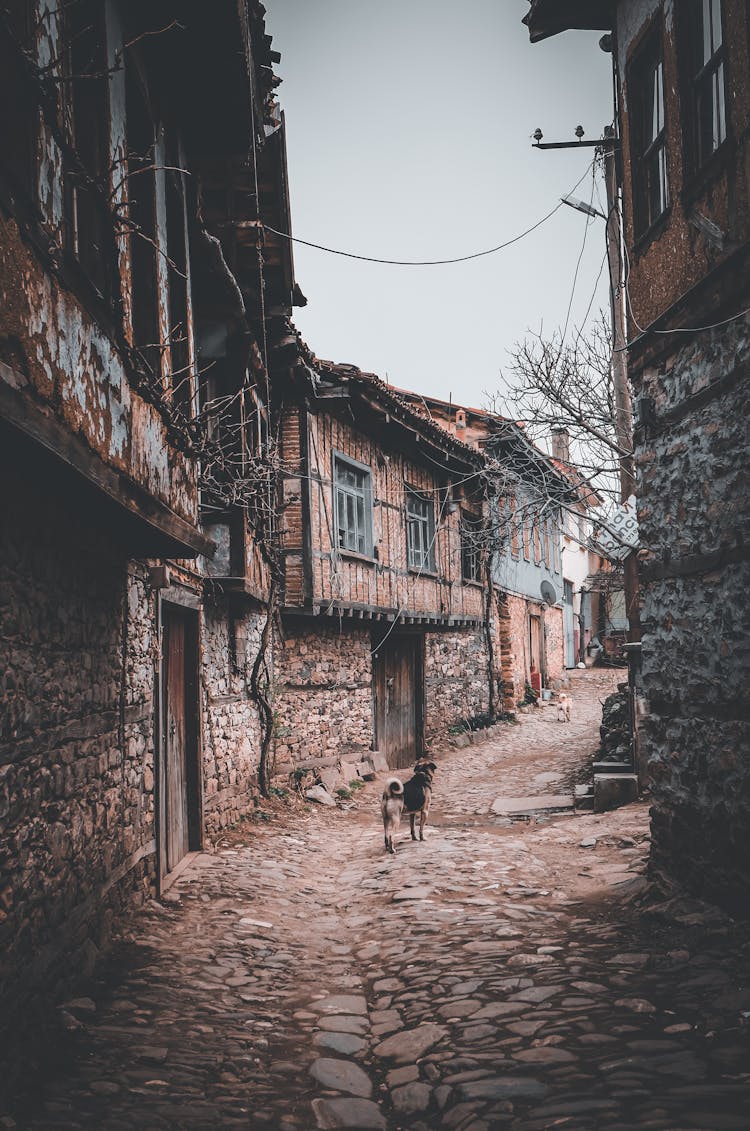 Stray Dogs In An Alley