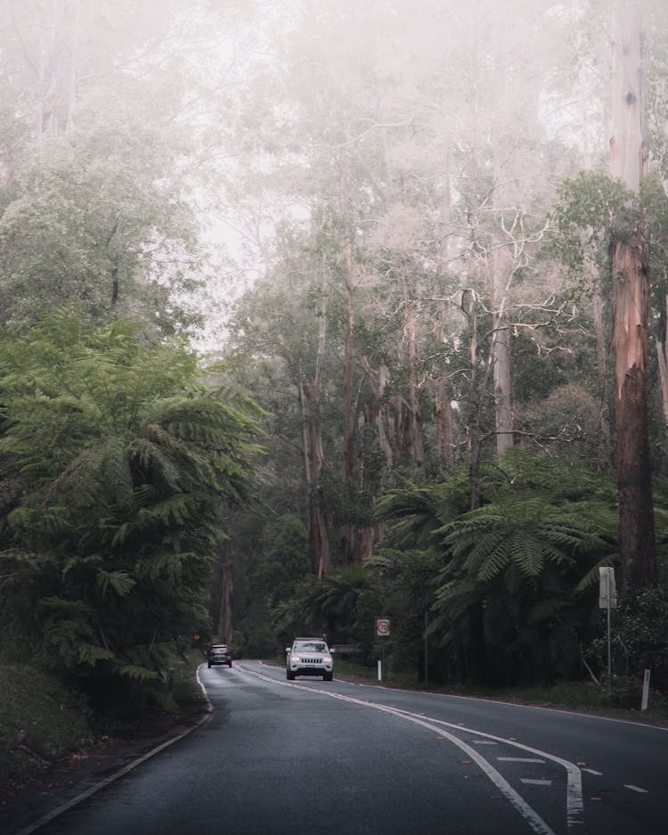 Cars Passing A Road Between Trees