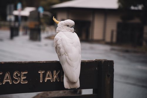 Free A white cockatoo perches on a sign in Mount Dandenong, Australia. Stock Photo