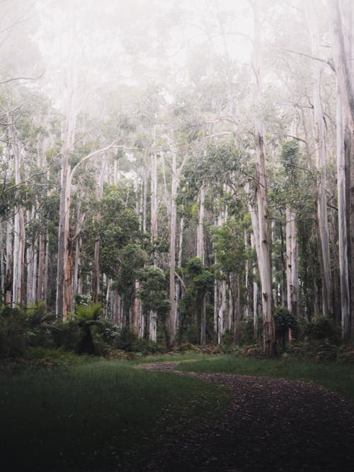 Fotos de stock gratuitas de arboles, Australia, aventura